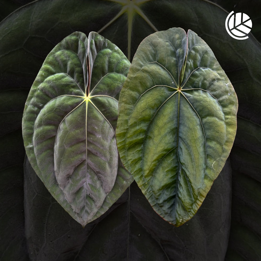 Seeds: Anthurium Papillilaminum X Dressleri
