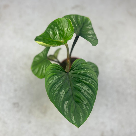 Philodendron Mamei - Downtown Plant Club