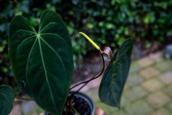 How to grow Anthurium from seed! (a step-by-step tutorial)