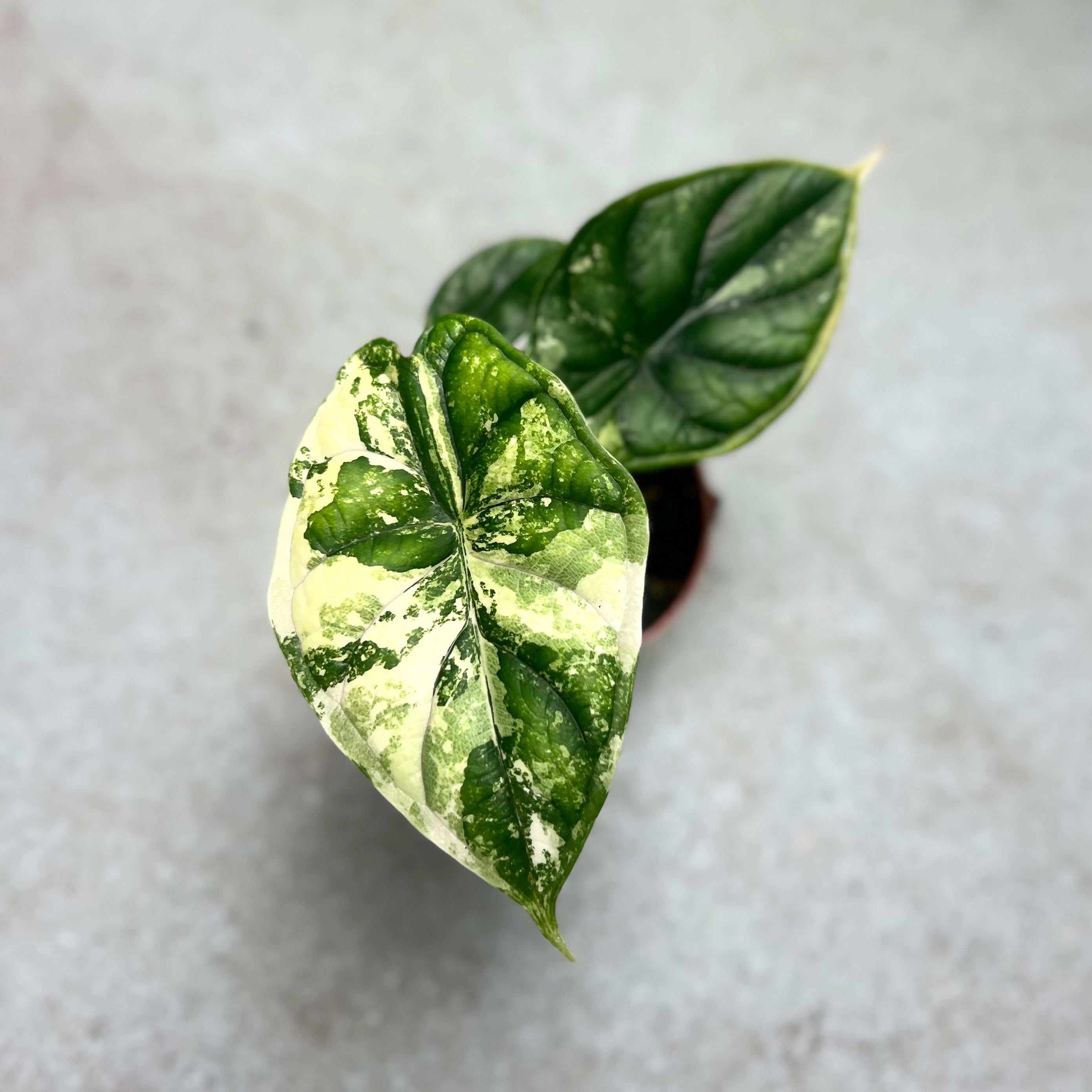 Alocasia Dragon Scale Variegata Downtown Plant Club