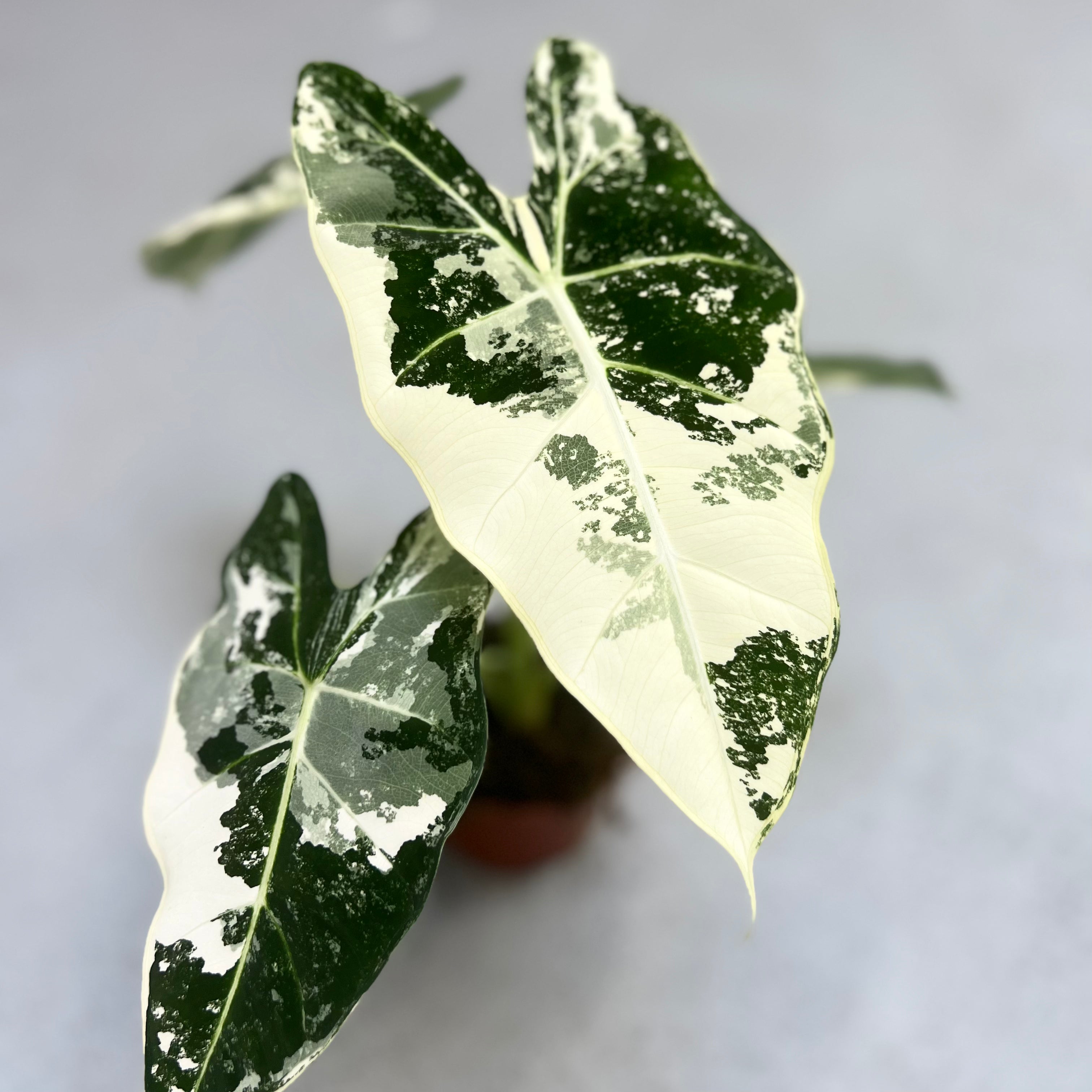 Alocasia Frydek Variegata Downtown Plant Club