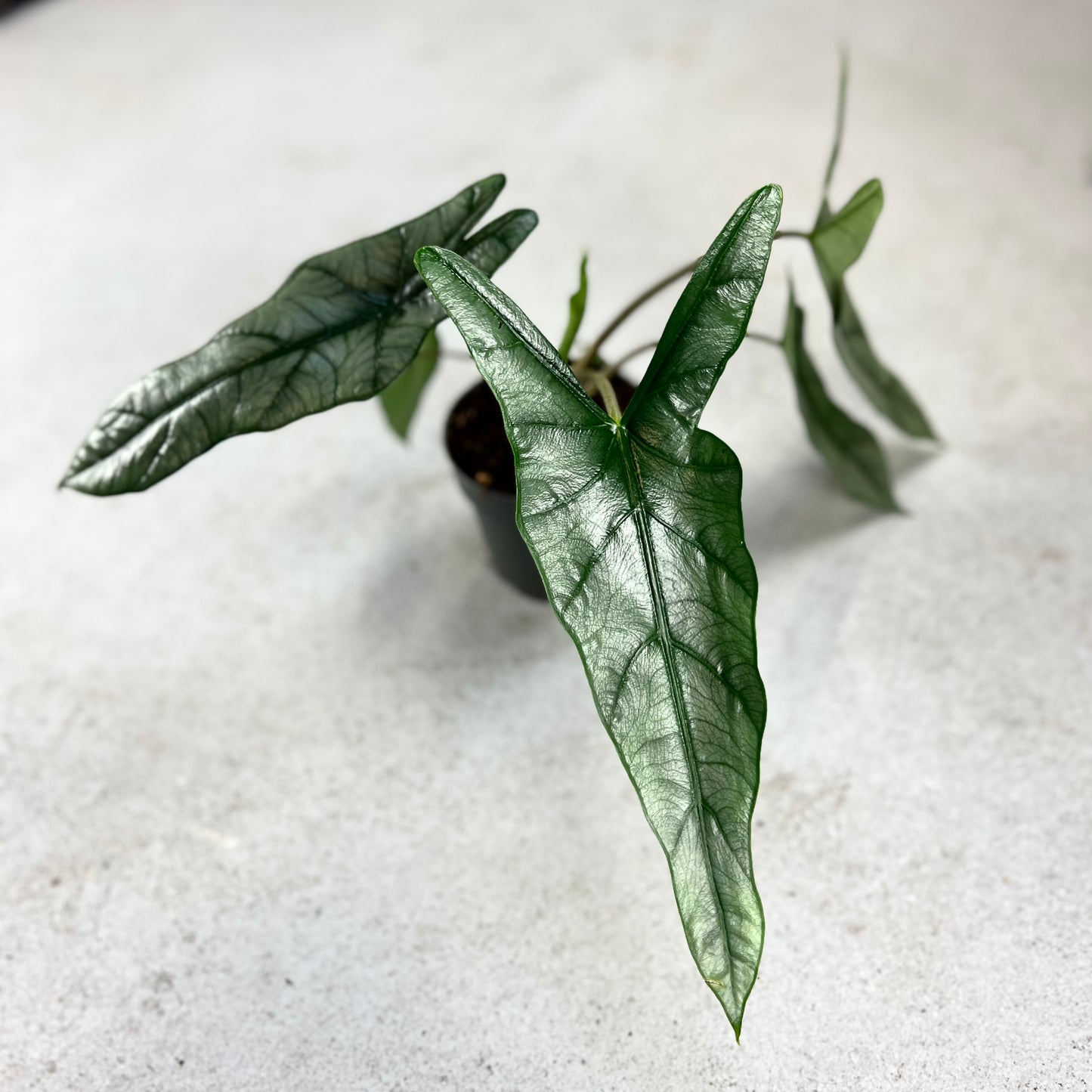 Alocasia Heterophylla Dragon's Breath - Downtown Plant Club