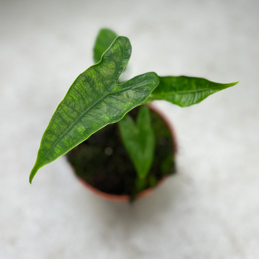 Alocasia Zebrina Reticulata - Downtown Plant Club