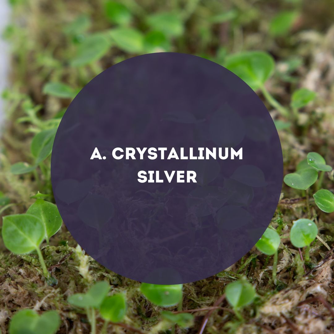 Anthurium-Crystallinum-Silver-Seed-Pack-Downtownplantclub