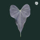 Anthurium-Clarinervium-Dark-Viper-Motherplant-Downtownplantclub