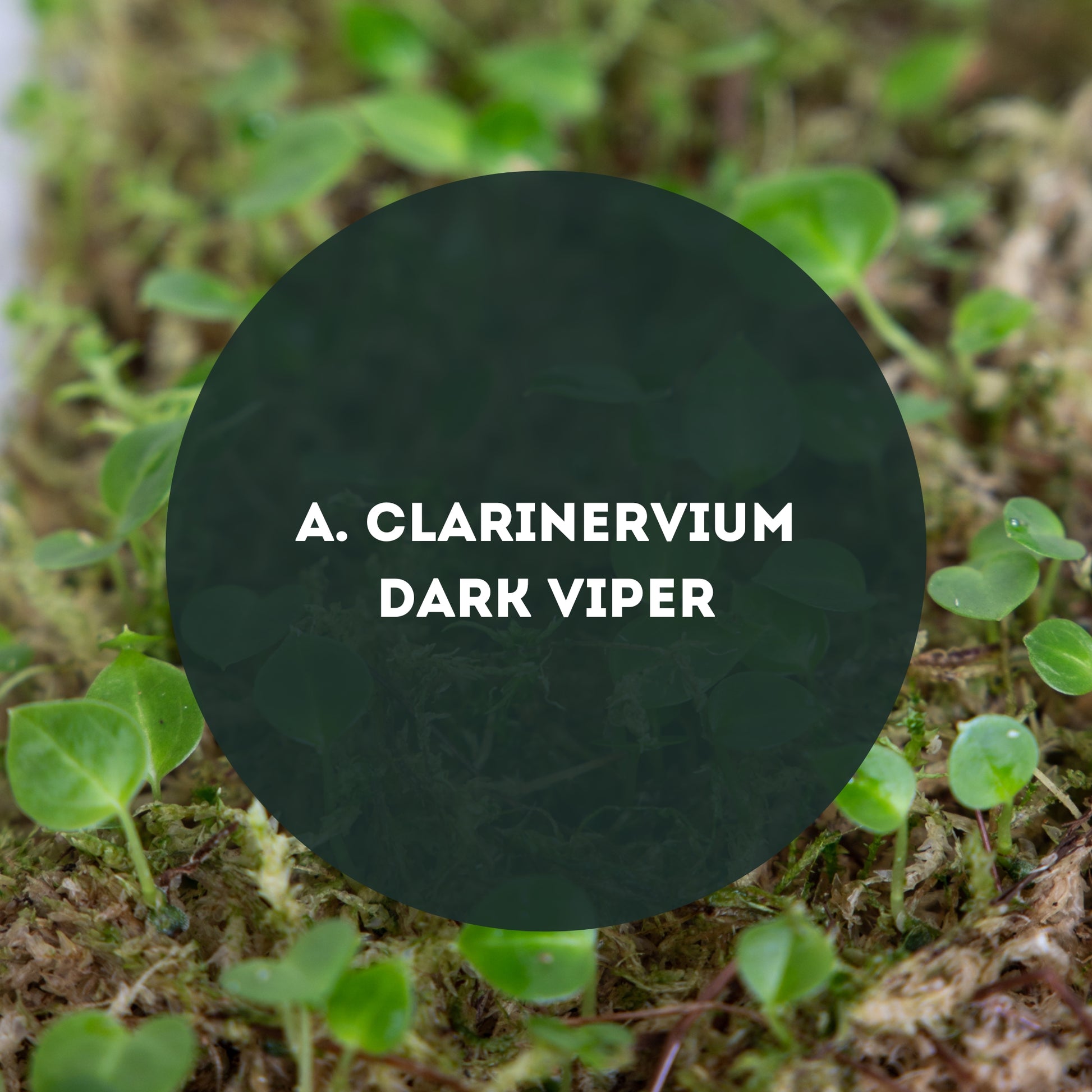 Anthurium-Clarinervium-Dark-Viper-Seep-Pack-Downtownplantclub