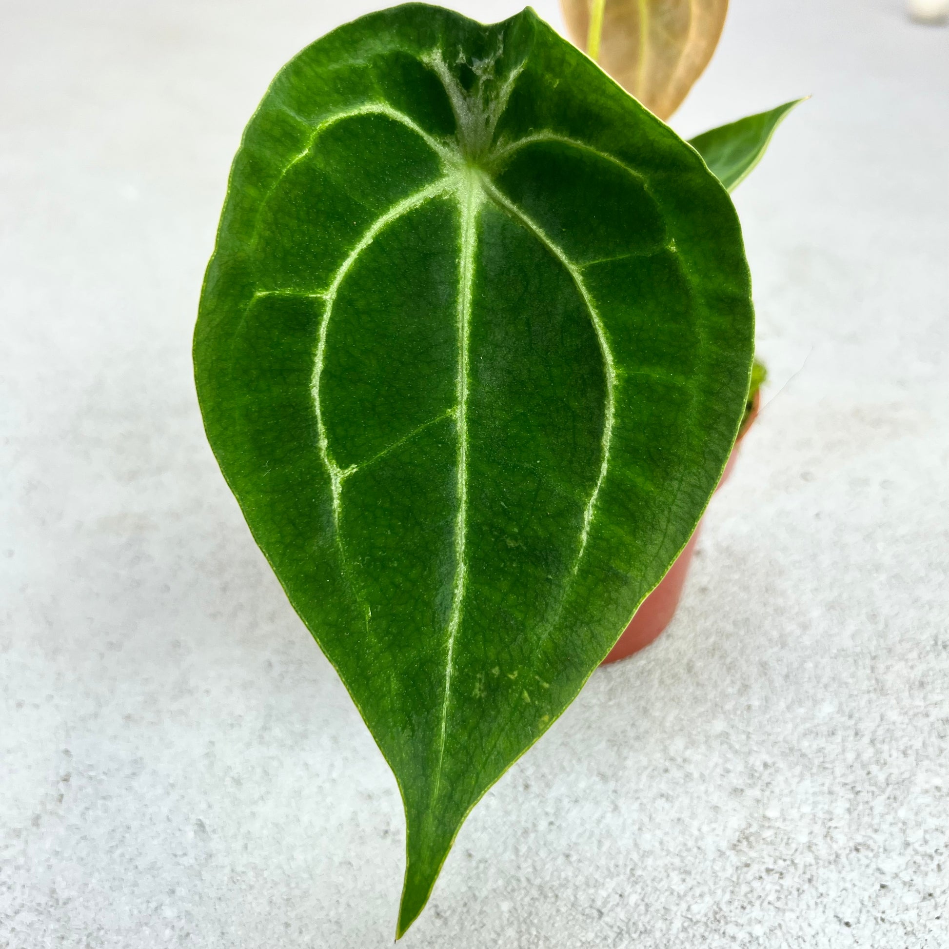 Anthurium Forgetii Silver - Downtown Plant Club