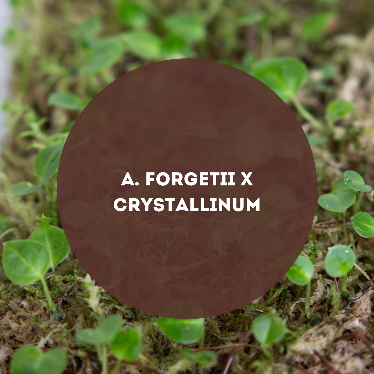 Seeds: Anthurium Forgetii X Crystallinum - Downtown Plant Club