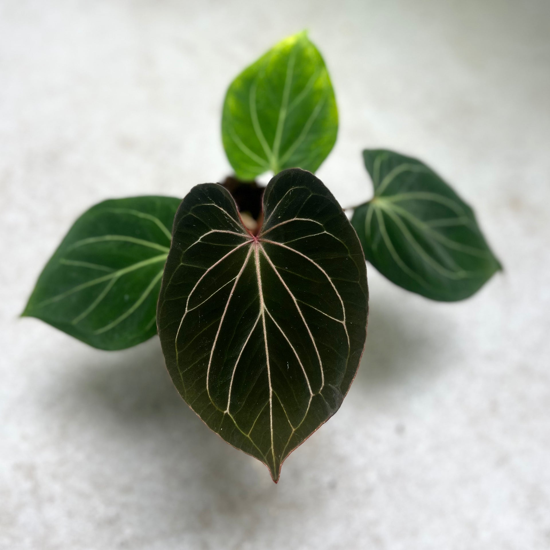 Anthurium King of Spades HU