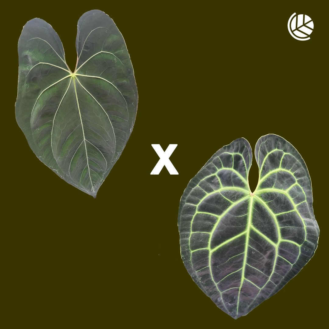 Anthurium-Papillilaminum-X-X-Besseae-Aff-Motherplant
