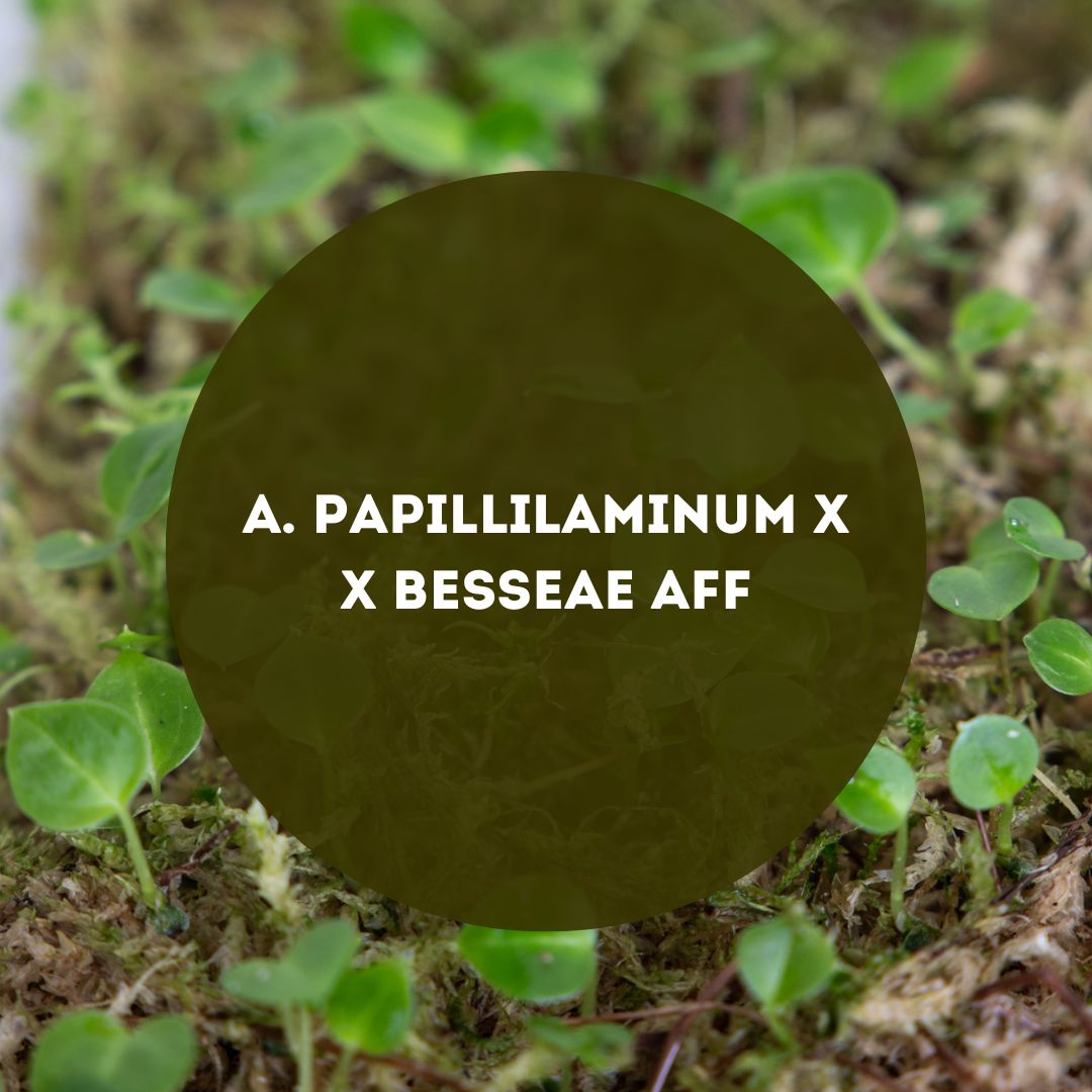 Anthurium-Papillilaminum-X-X-Besseae-Aff-Seedpack