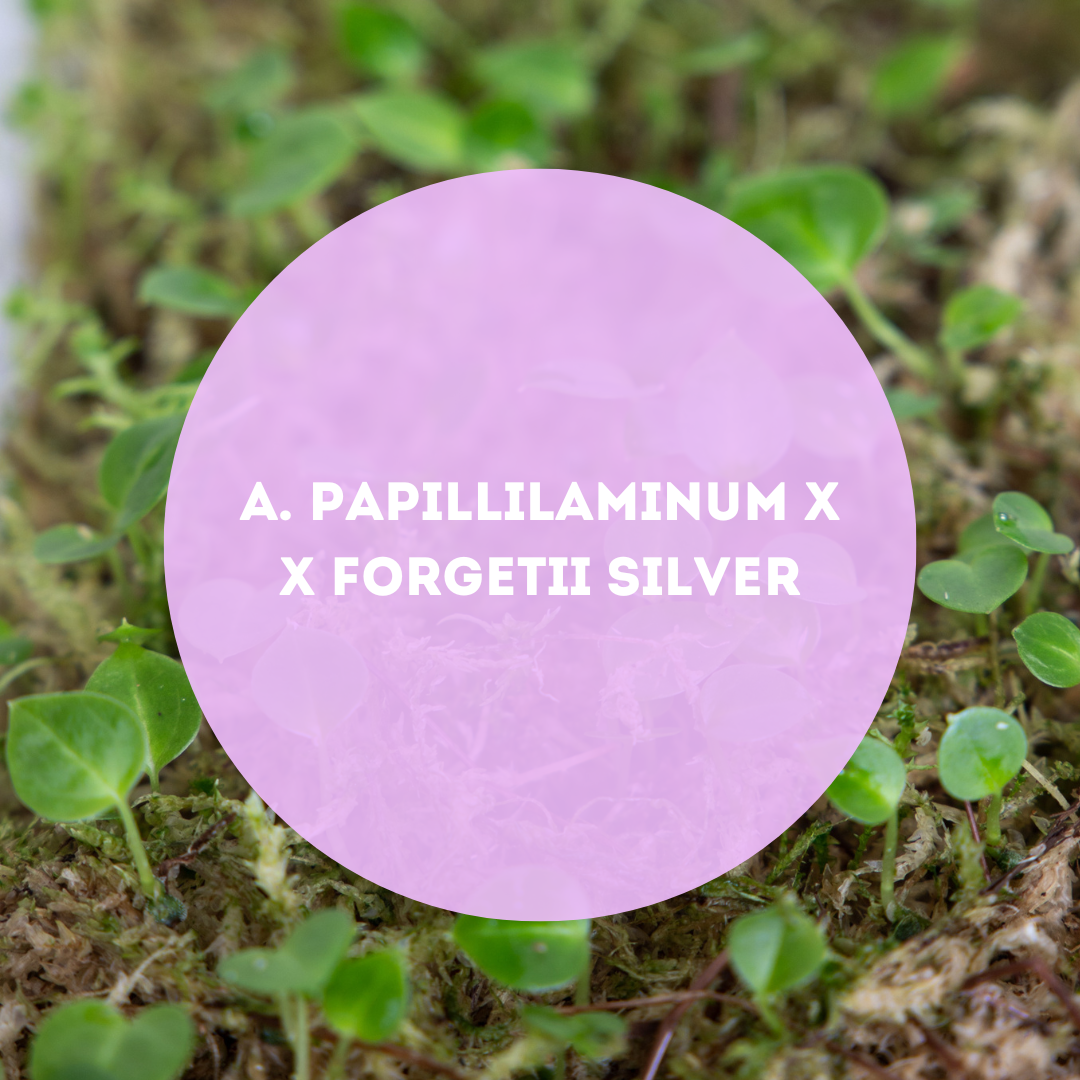 Anthurium-Papillilaminum-X-X-Forgetii-Silver-Seedpack-Downtownplantclub