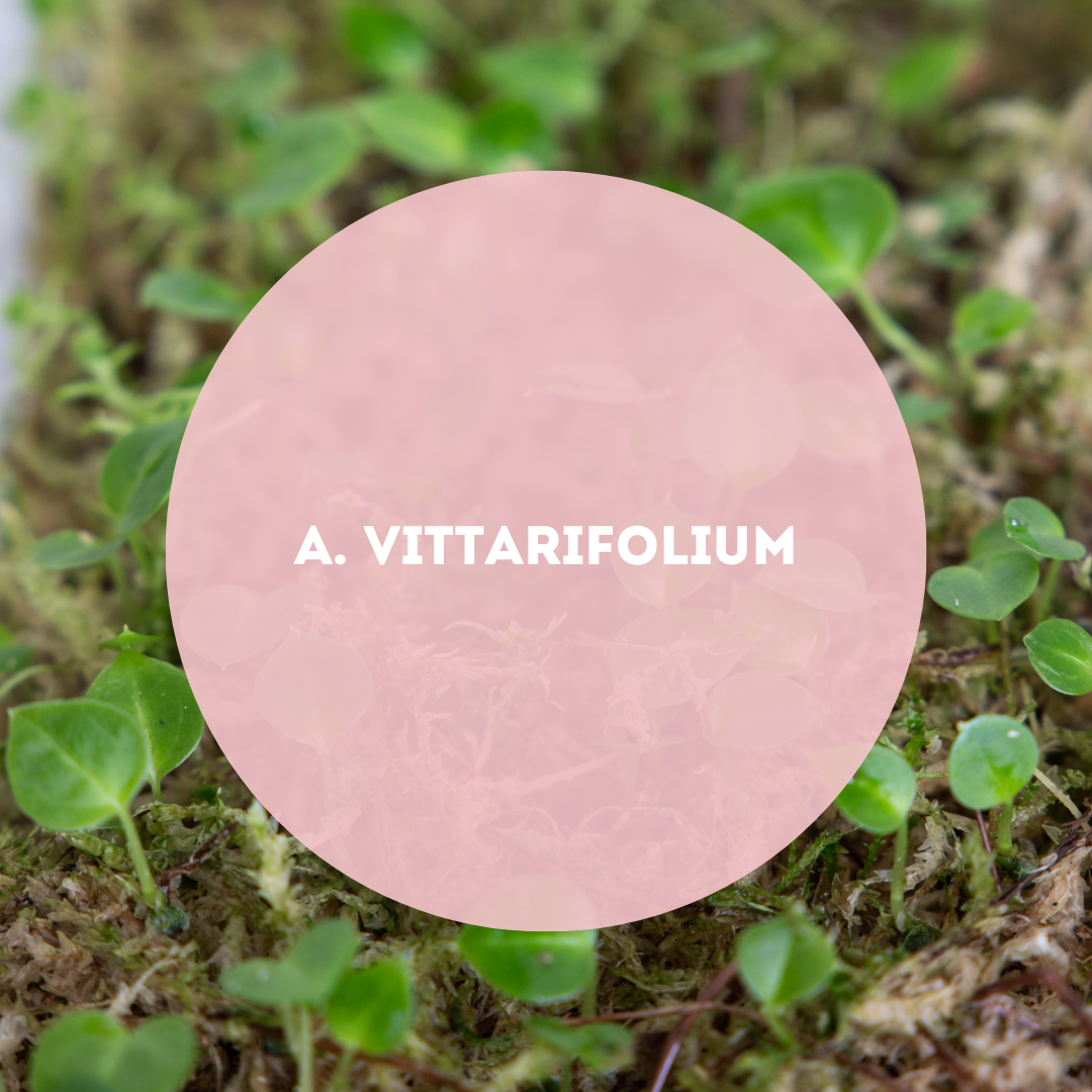 Anthurium-Vittarifolium-Seedpack
