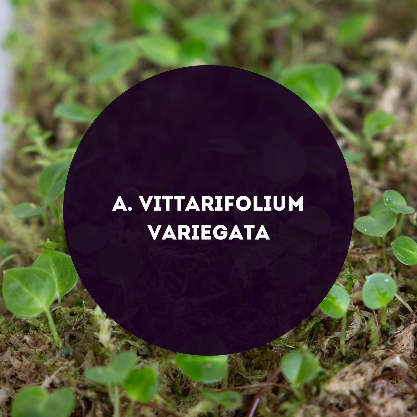 Anthurium-Vittarifolium-Variegata-Seed-Pack-DTPC
