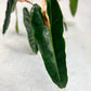 Philodendron Billietiae - Downtown Plant Club