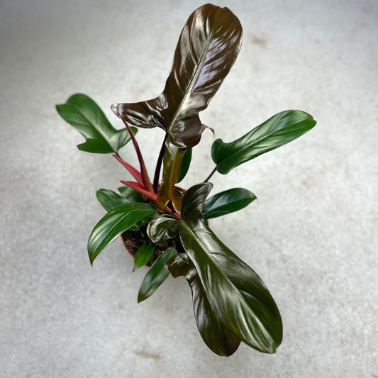 Philodendron Florida Bronze - Downtown Plant Club
