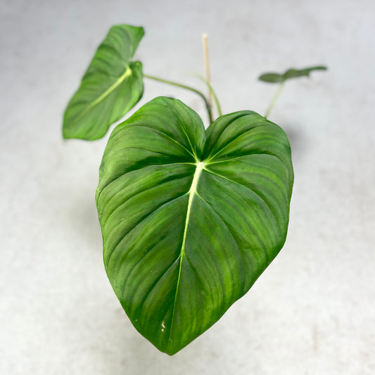 Philodendron McDowell - Downtown Plant Club