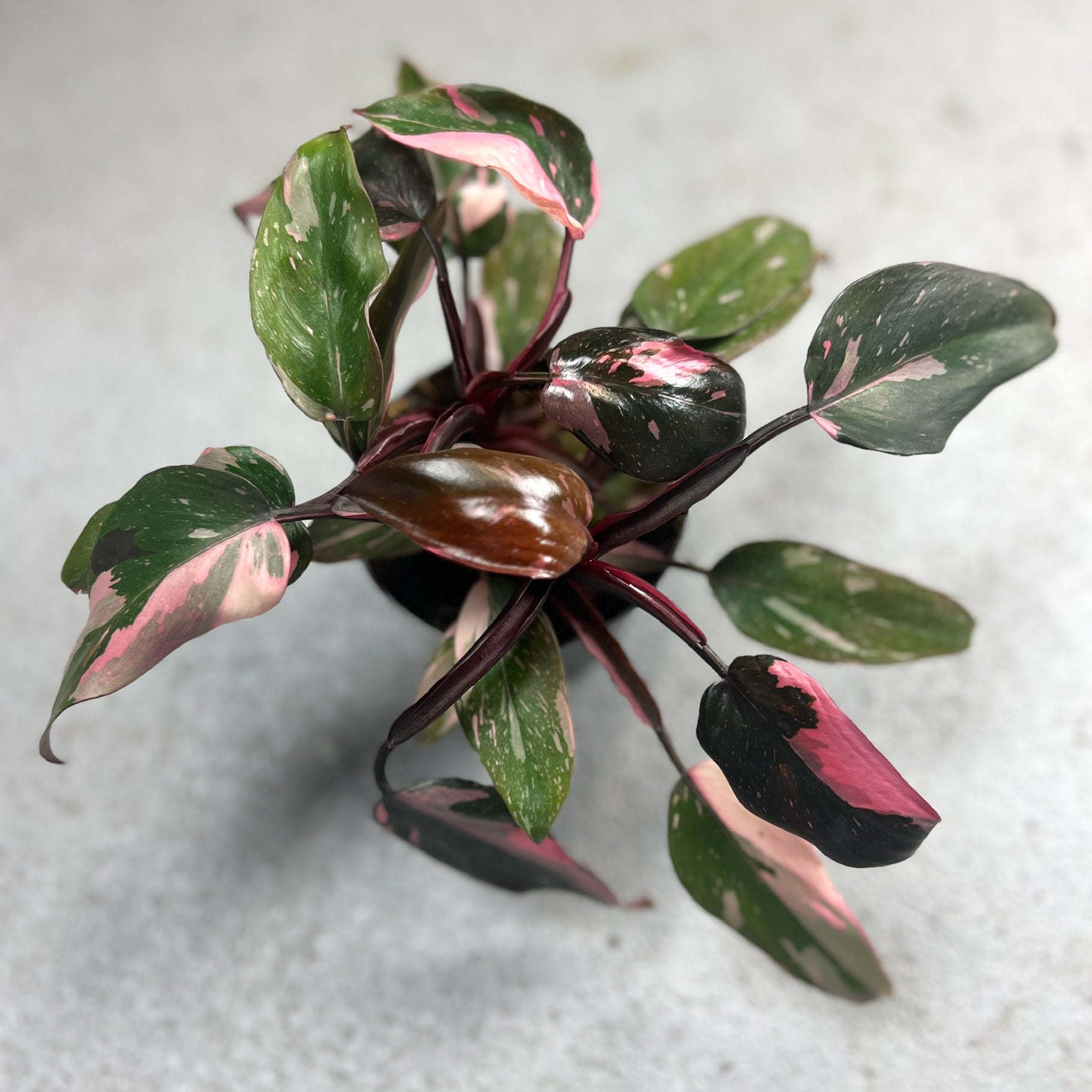 Philodendron Pink Princess - Downtown Plant Club