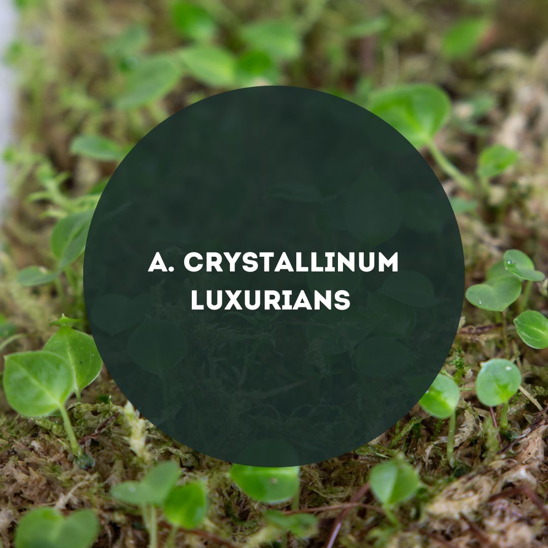 Anthurium-Crystallinum-X-Luxurians-Seedpack-Downtownplantclub