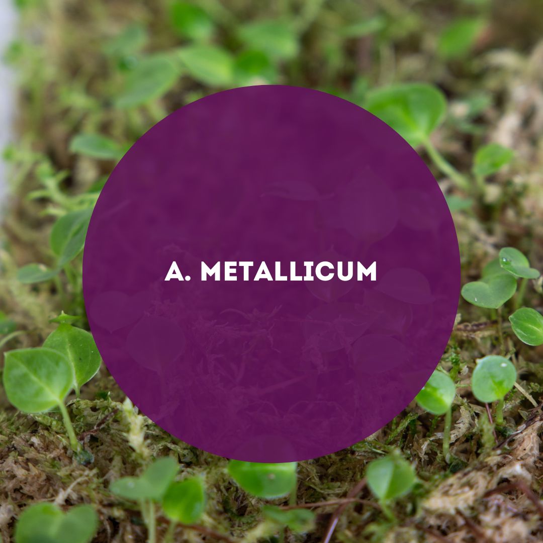 Anthurium-Metallicum-Seedpack-Downtownplantclub
