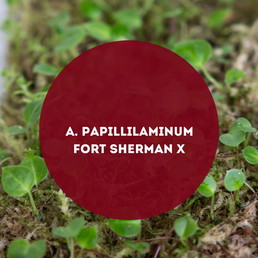 A. Papillilaminum Fort Sherman X Seed Pack
