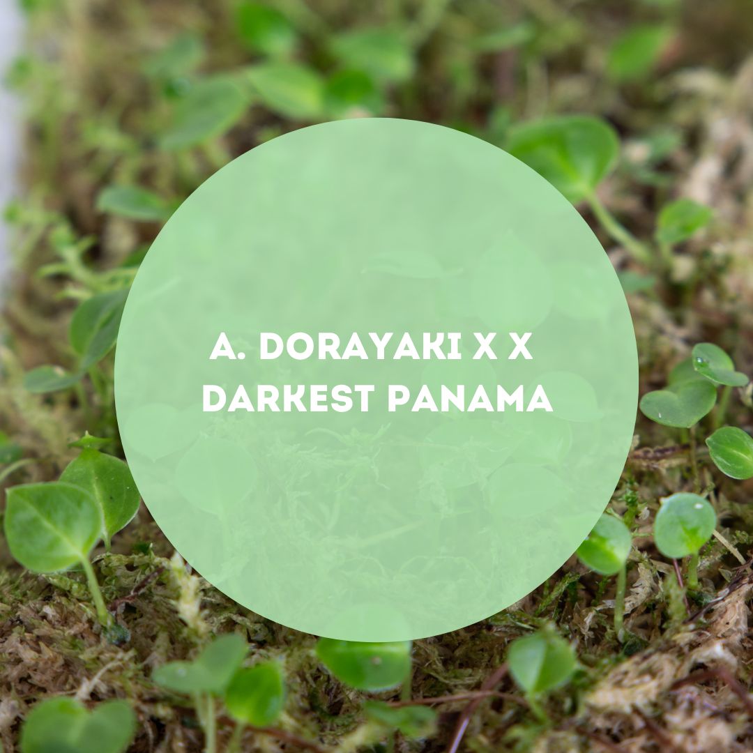 Anthurium Dorayaki X X Darkest Panama - Downtown Plant Club