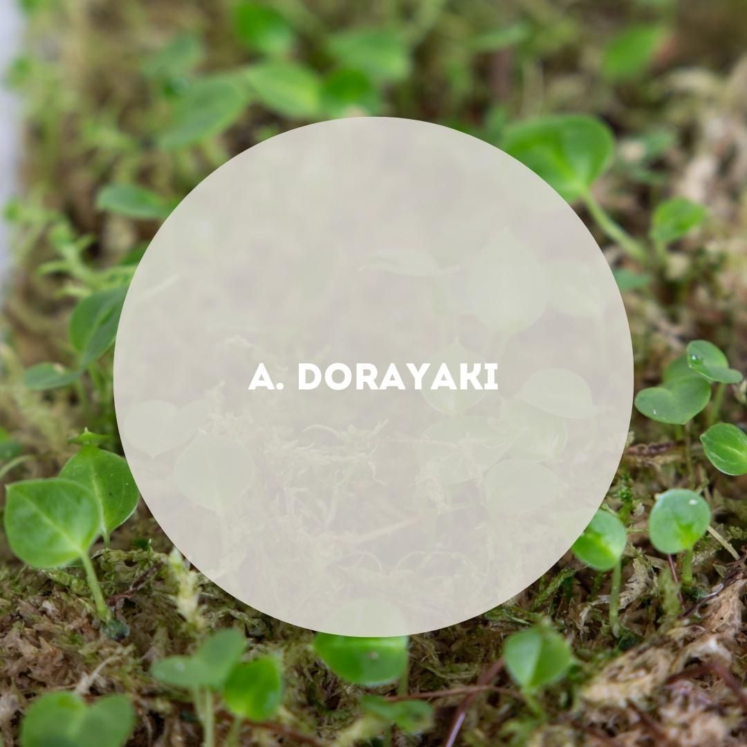 Anthurium Dorayaki - Downtown Plant Club