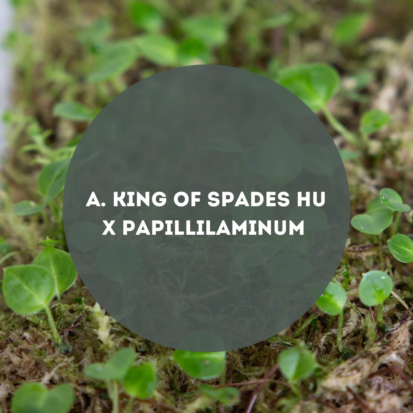 Anthurium King of Spades HU X Papillilaminum Seeds - Downtown Plant Club