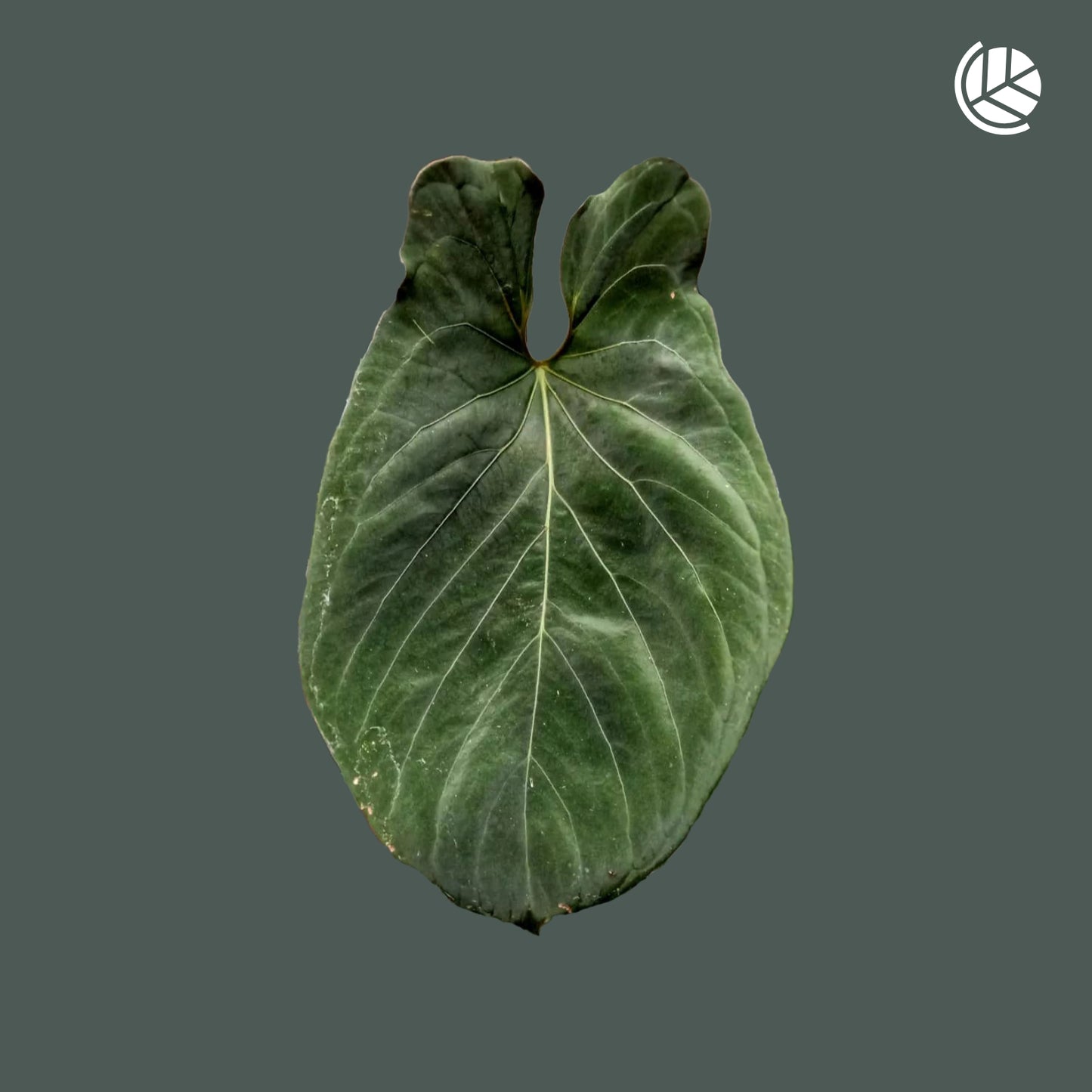 Anthurium HU (King of Spades) - Small Plant - SMUKHI