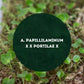 Anthurium Papillilaminum X X Portillae X - Downtown Plant Club